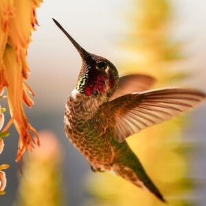 Meet your Posher, CJ.